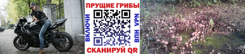 Купить закладки  Фролово  Галлюциногенные грибы прущие грибы